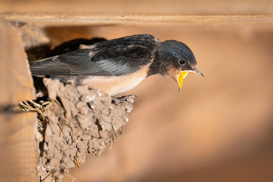 Barn Swallow (Hirundo rustica). Swallow feeding chicks in a rustic barn interior. The dynamic mid-air motion captures nurturing care and swift flight amid the warm natural light.