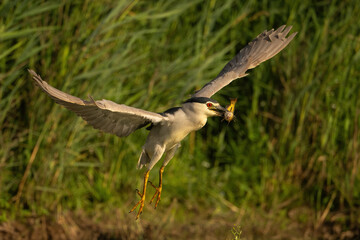 Black-crowned Night Heron (Nycticorax nycticorax). A black-crowned night heron in flight with a fish in its beak. Lush green wetland environment. 