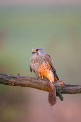 Common Kestrel (Falco tinnunculus). A common kestrel perched on a branch with its captured prey. Open field habitat with soft evening light. The warm glow on the kestrel’s feathers adds depth.