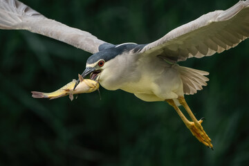 Black-crowned Night Heron (Nycticorax nycticorax). A black-crowned night heron flying with a...