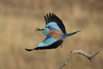 European Roller (Coracias garrulus). Vibrant blue roller in flight grasping a grasshopper. Open savanna with blurred golden grass. Dynamic action captured in mid-air.