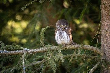 Eurasian Pygmy Owl (Glaucidium passerinum). Small owl perched on a mossy conifer branch. Dense forest with blurred green foliage. Intense gaze contrasts with soft natural light.