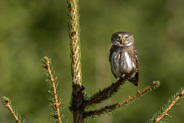 Eurasian Pygmy Owl (Glaucidium passerinum). Tiny owl perched on a conifer branch, staring attentively. Dense green forest with sunlit patches. Intense gaze and intricate feather details.