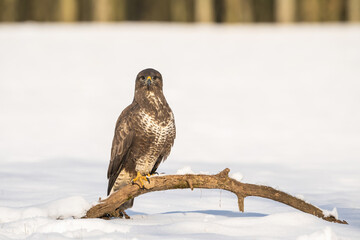 Common Buzzard (Buteo buteo). Sturdy buzzard standing on a snow-covered branch. Winter landscape...