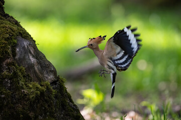 Eurasian Hoopoe (Upupa epops). Graceful hoopoe in mid-flight with wings spread wide. Lush green forest with soft light filtering through the leaves. Elegant movement captured with precision.