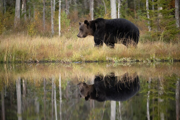Fototapeta premium Brown Bear (Ursus arctos). Large bear walking near a calm reflective pond. Autumn forest with golden grasses and tall trees. Strong presence mirrored in the still water.