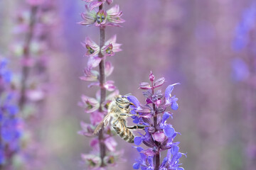 Western Honey Bee (Apis mellifera). A bee pollinating a purple wildflower in a dreamy pastel meadow. Soft-focus background highlights the tiny insect’s intricate details.