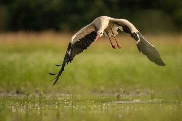 White Stork (Ciconia ciconia). Powerful takeoff with wings spread wide. Lush wetlands shimmering in the sunlight. Dynamic motion in nature.