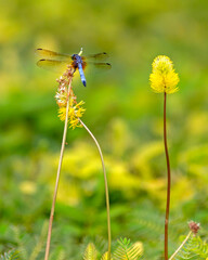 Colorful shot of a dragonfly perched on a plant in a garden