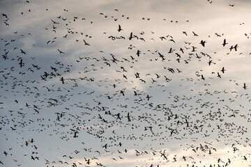 Snow geese migration; Kearney, Nebraska