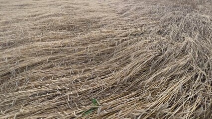 Field of ripe wheat bent by wind creating beautiful patterns