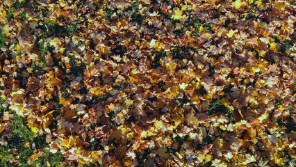 Fallen leaves in warm autumnal colors create beautiful carpet on the grass of a public park during a sunny fall day