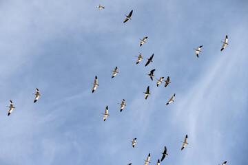 Snow geese migration; Kearney, Nebraska