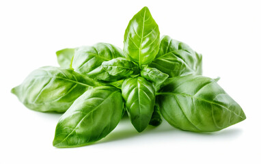 Fototapeta premium A Healthy Bunch of Fresh Basil Leaves Isolated On White Background.