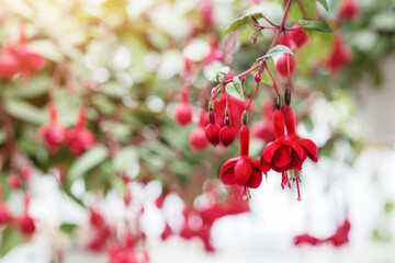 Obraz premium Blooming red fuchsia, close up. Beautiful flowers on blurred plants background in orangery, free space