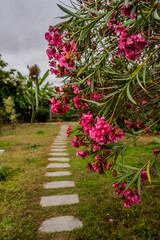 Pink Oleander Flowers Blooming Beside a Stone Path in a Peaceful Garden in Vientiane, Laos