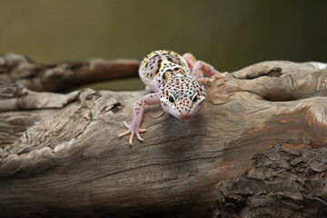 A leopard gecko is seen climbing on a branch, its small claws gripping the wood tightly