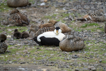 Common eiders (Somateria mollissima) in a field in Longyearbyen, Svalbard, Norway