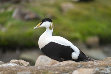 Male common eider (Somateria mollissima) in Longyearbyen, Svalbard, Norway