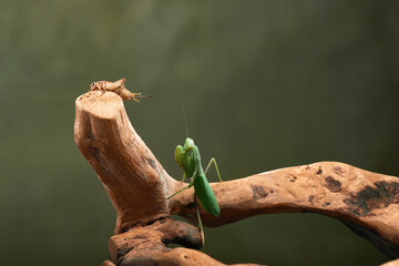 A praying mantis is perched on a branch, showing its characteristic posture and green coloration. The insect appears alert and ready to move, blending with its surroundings.