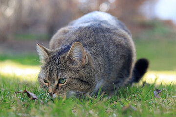 Eine kleine dicke Katze sitzt mit lustigem Blick lauernd vor einem Blatt
