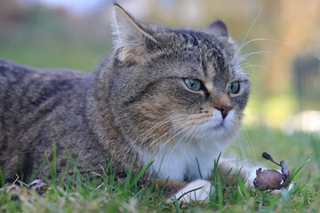 Das lustige Gesicht einer kleinen dicken Katze mit angelegten Ohren
