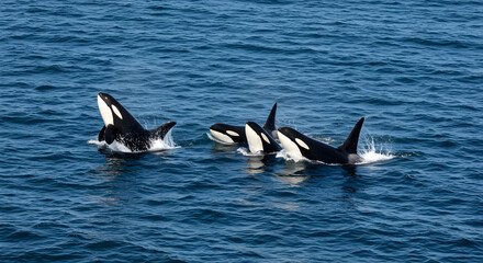Fototapeta premium Orca Pod Breaching Ocean Surface in Striking Black and White