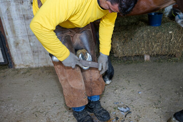 Filing the hoof to level the horse's footing, farrier working