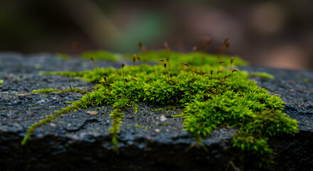 Fototapeta premium Close Up of Bright Green Moss Growing on a Dark Rock