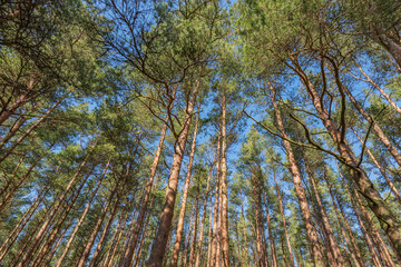 Pine tree trunks and branches in the park.