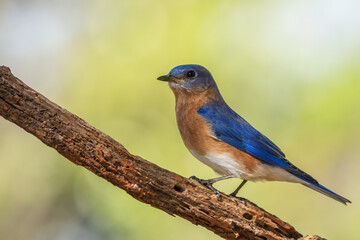 Male Eastern Bluebird perched on a tree branch