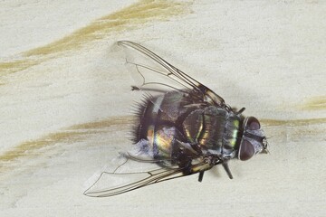 Close-up of Bristle Fly (Rutilia), South Australia