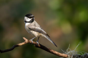 Chickadee perched on a tree branch