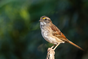 White-throated sparrow perched on a tree branch