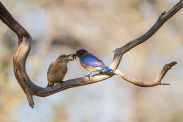 Male Eastern Bluebird feeding female mate