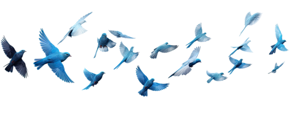Flock of blue birds flying on transparent background