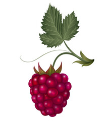 raspberry on white background