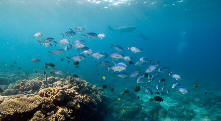 Fototapeta premium School of Fish Swim Over Coral Reef in Clear Blue Ocean Water