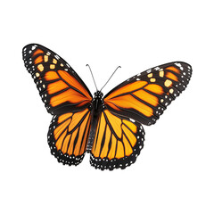Obraz premium Close-Up Macro Shot of Vibrant Monarch Butterfly: Orange and Black Wings in Natural Habitat