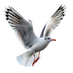 Graceful Seagull in Flight Over Ocean - Wildlife Photography in Natural Coastal Habitat