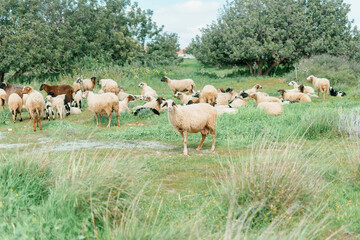 herd of sheep on pasture