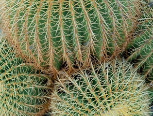 cactus close up