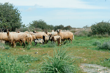 herd of sheep in field