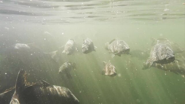 3D Carp Underwater at Navajo Lake Slow