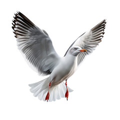Obraz premium Beautiful Coastal Seagull in Flight: Vibrant Wildlife Photography Highlighting Nature's Winged Beauties