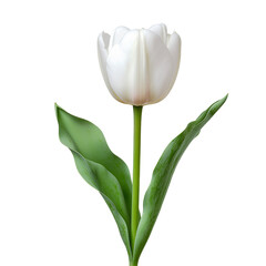 Pure White Tulip: Elegant Home Decor Inspiration & Symbol of Purity for Springtime