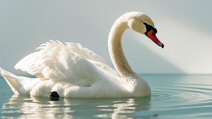 Naklejka premium Fluffy white swan, alone on the water's surface.