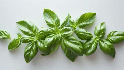 Fresh green Basil leaves, separated against a white backdrop.
