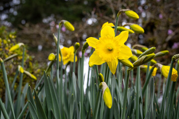 Cheerful symbol of spring, large bright yellow daffodil flowers blooming in a garden, as a nature background
