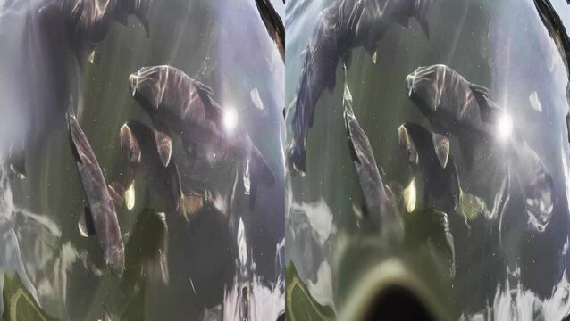 Carp Fish swiming in 3D